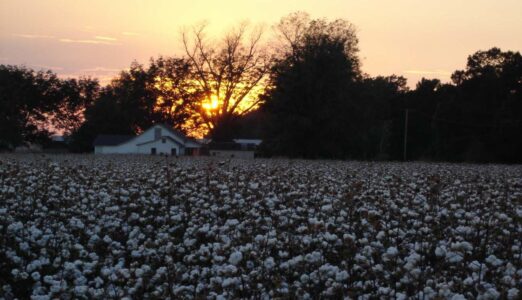 Cotton Field by Janice Person